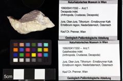 Foto (Objket + Etiketten) von Decapoda indet. 